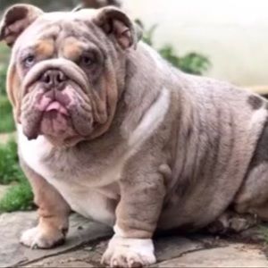 Meet your Posher, Karm